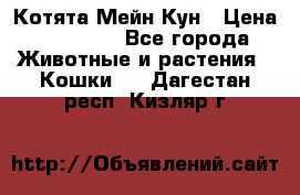 Котята Мейн Кун › Цена ­ 15 000 - Все города Животные и растения » Кошки   . Дагестан респ.,Кизляр г.